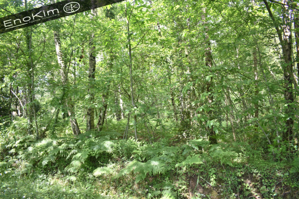 Offres de vente Terrain L'Île-d'Olonne 85340